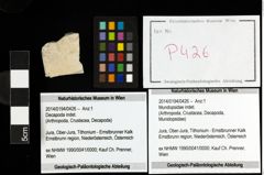 Foto (Objekt + Etiketten) von Mundopsidae indet. 
